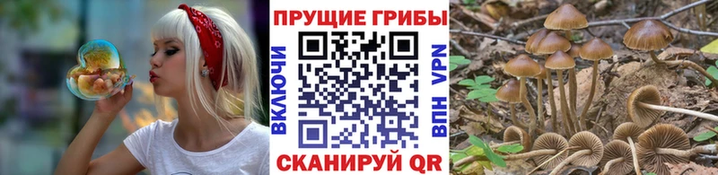 Галлюциногенные грибы Psilocybe  купить наркоту  кракен сайт  Магнитогорск 